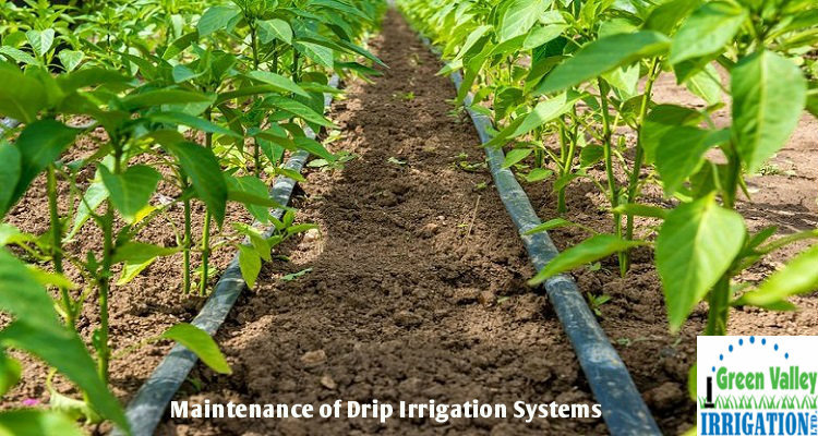 大发体育直播平台怎么样如何维护Drip灌溉系统